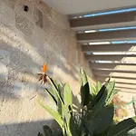 Vog فيلة